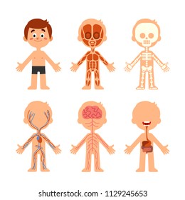 Cartoon boy body anatomy. Human biology systems anatomical chart icon. Skeleton, veins system and muscle brain organs physiology medicine healthcare colorful vector isolated symbol illustration set