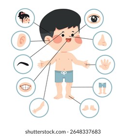 Cartoon Boy Body Parts Illustration for teaching vector