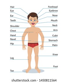 Cartoon boy body parts. My body vector illustration for kids, male human parts cartoon colorful scheme, face and hair, neck and nose, ankle and knee