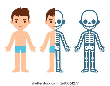 Cartoon boy skeleton anatomy chart. Simple flat vector illustration of child skeletal system cross section. Isolated vector clip art.