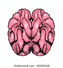 Cartoon Brain