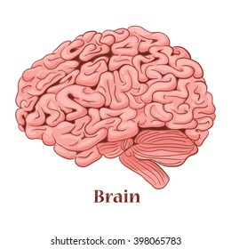 Cartoon brain isolated on a white background. Vector illustration of the human body
