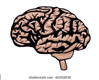Cartoon brain isolated on a white background. Vector illustration of the human body