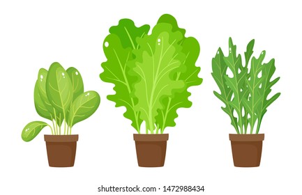 Cartoon bright arugula rucola, lettuce and spinach leaves isolated on white. Vector illustration of fresh farm organic salad in pot used for magazine, book, poster, card, menu cover, web pages.