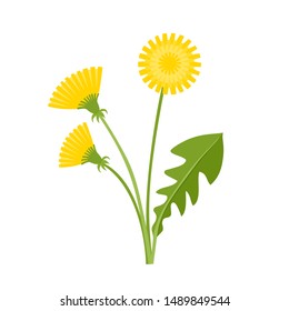 Cartoon bright dandelion flower and leaves isolated on white. Vector illustration of fresh farm organic spring plant used for magazine, book, poster, card, menu cover, web pages.