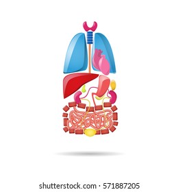 Cartoon bright internal organs set on the white background. Lungs, heart, kidneys, liver, intestines, bladder, pancreas and gall bladder. Blue, red, pink and yellow colors. Vector illustration.