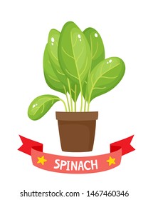 Cartoon bright spinach leaves isolated on white. Vector illustration of fresh farm organic salad in pot with ribbon used for magazine, book, poster, card, menu cover, web pages.
