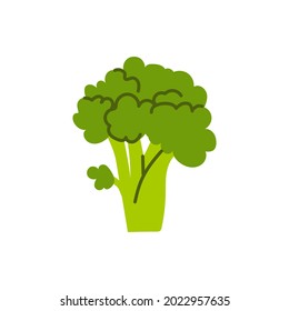 Cartoon broccoli isolated. Vector stock illustration of broccoli. Variety of garden cabbage on a white background.