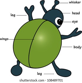 Cartoon bug. Vocabulary of body parts. Vector illustration.