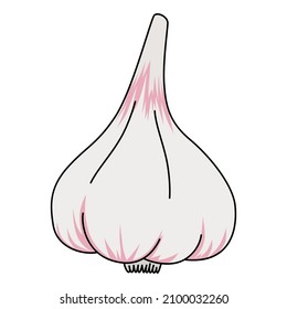 Cartoon bulb of garlic. Vector illustration isolated on white. Healthy organic vegan food