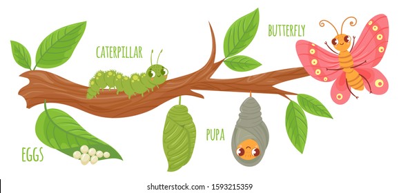 Cartoon butterfly life cycle. Caterpillar transformation, butterflies eggs, caterpillars and pupa. Insects growing vector illustration. Insect metamorphosis stages. Cute wildlife on tree branch