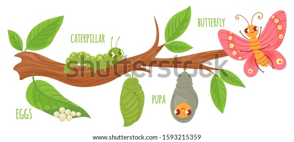 Cartoon butterfly life cycle. Caterpillar\
transformation, butterflies eggs, caterpillars and pupa. Insects\
growing vector illustration. Insect metamorphosis stages. Cute\
wildlife on tree\
branch