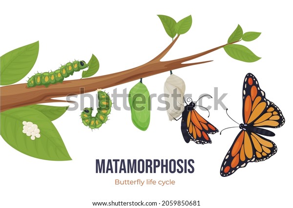 Cartoon butterfly life cycle metamorphosis vector\
flat illustration. Steps winged insect development caterpillar,\
larva, pupa, imago eclosion on tree branch isolated. Growth and\
transformation process