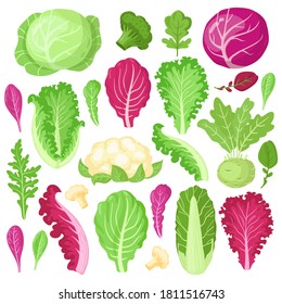 Cartoon cabbage. Cauliflower, kale, broccoli and lettuce leaves, organic vegetarian diet salad greens, garden cabbage vector illustration set. Healthy fresh products with vitamins for cooking