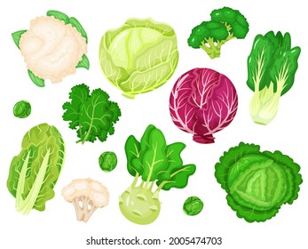 Cabinas de dibujos animados. Leche fresca, brócoli, hojas de kale, coliflor, col blanca y roja. Conjunto vectorial de varios tipos de vegetales verdes saludables. Granja, vegetación orgánica como romaine y brote de Bruselas