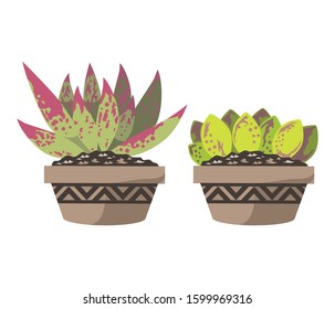 Cartoon cactus set. Vector set of bright cacti and aloe. Colored, bright cacti flowers isolated on white background