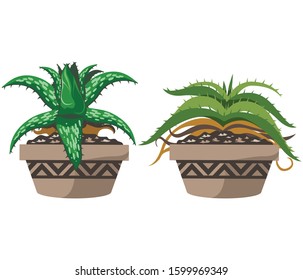 Cartoon cactus set. Vector set of bright cacti and aloe. Colored, bright cacti flowers isolated on white background