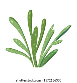 Cartoon cactus. Vector set of bright cacti. Colored, cacti design isolated on white background