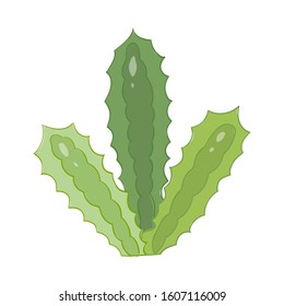 Cartoon cactus. Vector set of bright cacti. Colored, cacti design isolated on white background