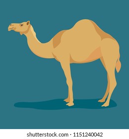 cartoon camel in flat style on background