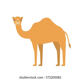  cartoon camel in flat style on white background