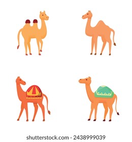 Cartoon camel icons set cartoon vector. Different type of camel with saddlery. Desert animal