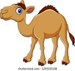 Cartoon camel isolated on white background