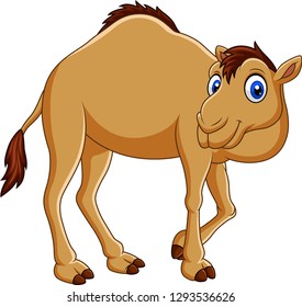 Cartoon camel isolated on white background
