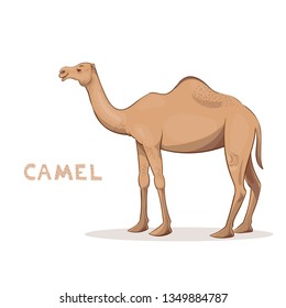 A cartoon camel, isolated on a white background. Animal alphabet.