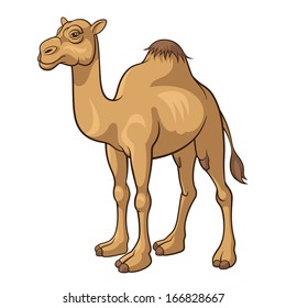 Cartoon camel isolated on a white background, vector illustration