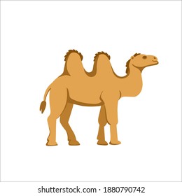 Cartoon camel on a white background.Flat cartoon illustration for kids.