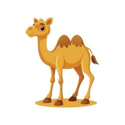 Cartoon camel vector illustration of color