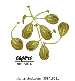 Cartoon capers. Ripe green vegetable. Vegetarian delicious. Eco organic food. Flat vector design, isolated on white background.