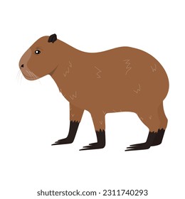 Cartoon Capybara animal isolated on white background. Capybara character cute vector illustration