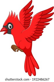 Cartoon cardinal bird flying on white background