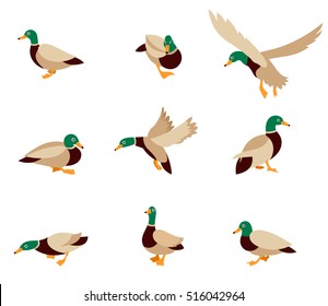 Cartoon caricature domestic duck and cartoon duck comic happy animal. Vector bird icon collection. 
illustration in a flat style isolated on white background.