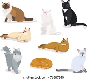 cartoon cats