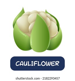 cartoon cauliflower vegetables vector isolated on white background