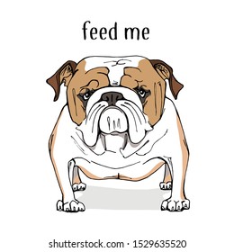 Cartoon character funny Bulldog. Comic style. Meme. Feed me - lettering quote. Humor card, t-shirt composition, handmade vector illustration.