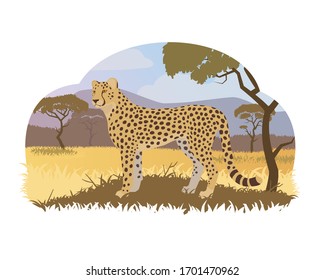 Cartoon cheetah in savannah. Stock vector illustration. Safari animals, savannah landscape. 