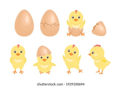 

Cartoon chicken hatched from egg. Cracked chicken eggs with cute newborn baby chick isolated. Funny little yellow bird in different poses. Vector simple flat illustration.