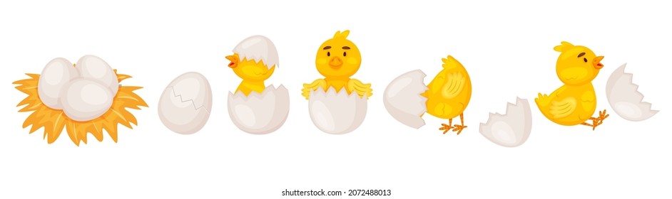 Cartoon chicken hatching from egg, cute newborn chicks. Funny little baby chick in eggshell, farm bird nest with eggs vector illustration. Yellow character sitting in cracked shell