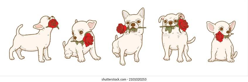 Cartoon chihuahua dog holding red rose flower in mouth, Lovely dog in love on valentines day gives gift illustration