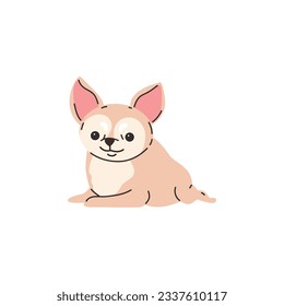 Cartoon Chihuahua purebred breed of furry dog lies on the stomach and smiles, best pet. Cute little smiling light chihuahua puppy vector illustration isolated on white background