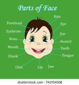 Cartoon child. Boy. Vocabulary of face parts. Vector illustration.