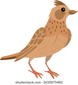 cartoon childish vector illustration of eurasian skylark isolated on white background
