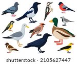 Cartoon city birds, sparrow, tit, pigeon and crow. European colorful birds, winged flying animals characters vector illustration set. Cute city birds. Bird animal collection, bullfinch and sparrow
