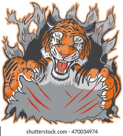 Cartoon clip art illustration template of a tiger mascot ripping or clawing out of the background. Vector layers are set up for easy placement of custom design elements under the paws and claw marks.