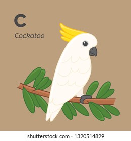 Cartoon cockatoo, cute character for children, bird collection. Vector illustration in cartoon style. Animal alphabet.