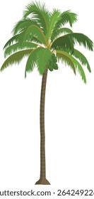 Cartoon Coconut Tree Vector Illustration – Tropical Palm Clip Art for Animation, Island Backgrounds, and Kids Projects

